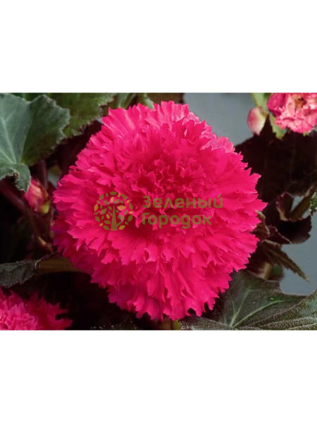 Бегония Fimbriata Pink р.4-5 3 шт/уп (луковица) в Goods Garden