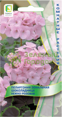 Пеларгония зональная Шоколадница Нежно-розовая (ЦВ) 5шт