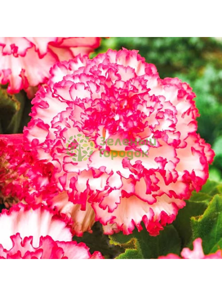 Бегония Marmorata Pink-White 2шт/уп р.5/6 (луковица) в Goods Garden